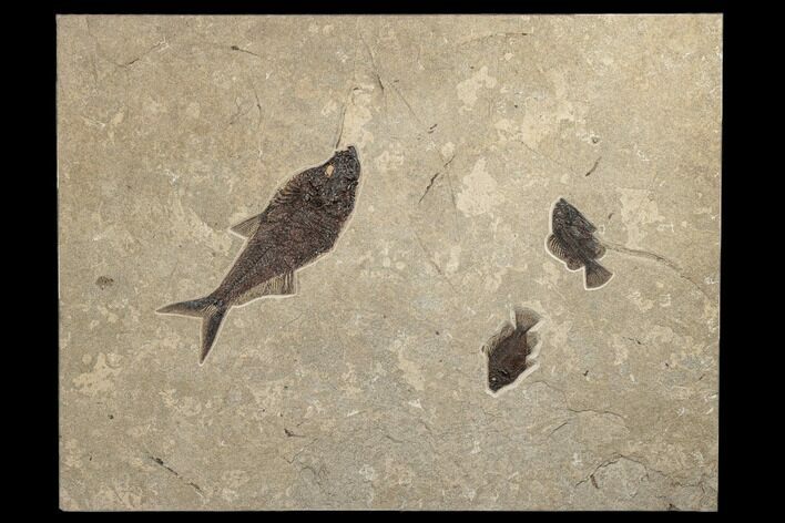 Green River Fossil Fish Mural With Huge Diplomystus #189304